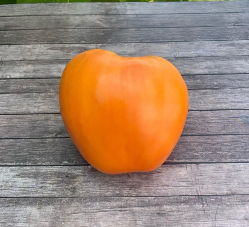 Tomato  Bulls Heart Orange